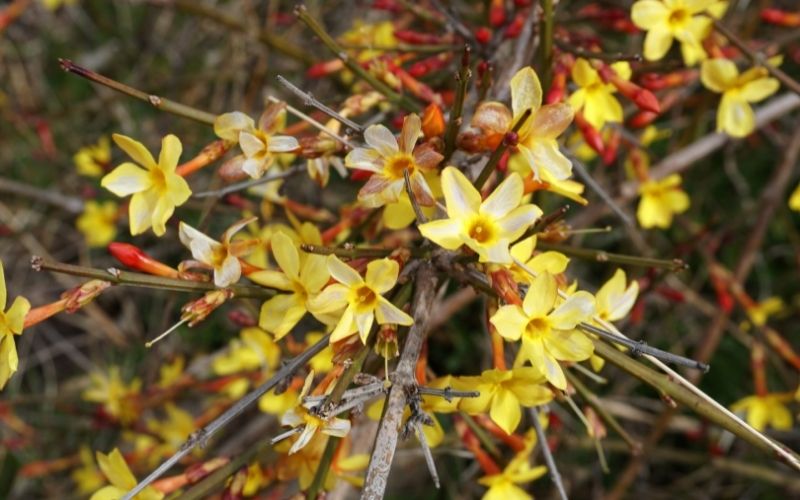 how to grow and care for winter jasmine