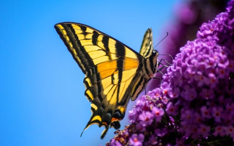 How to prune a butterfly bush