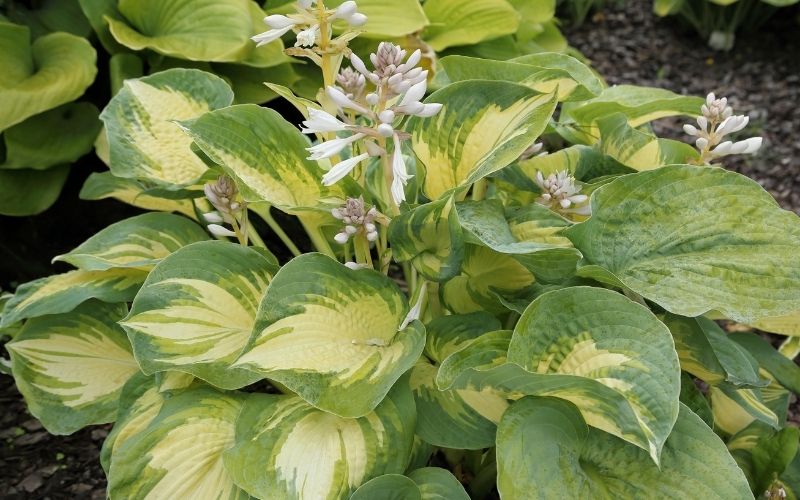 What causes holes in hosta plants?