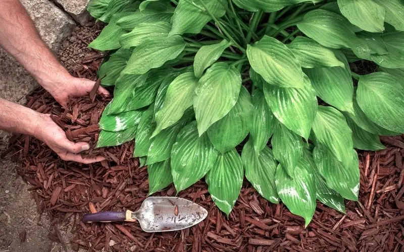 What causes holes in hosta plants?