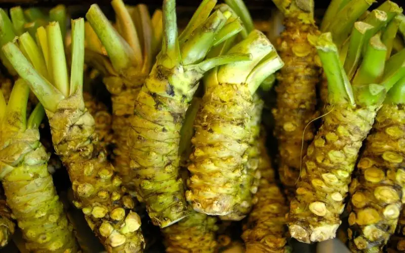 Is wasabi hard to grow?