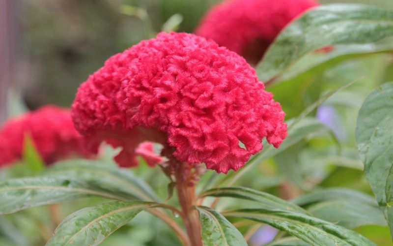 Grower's guide to Chinese Wool Flower