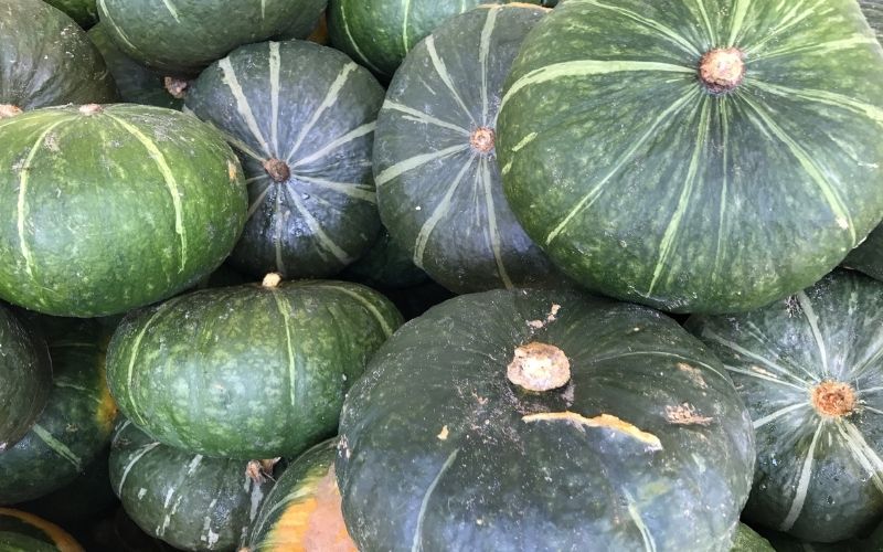 how to grow kabocha squash pumpkins