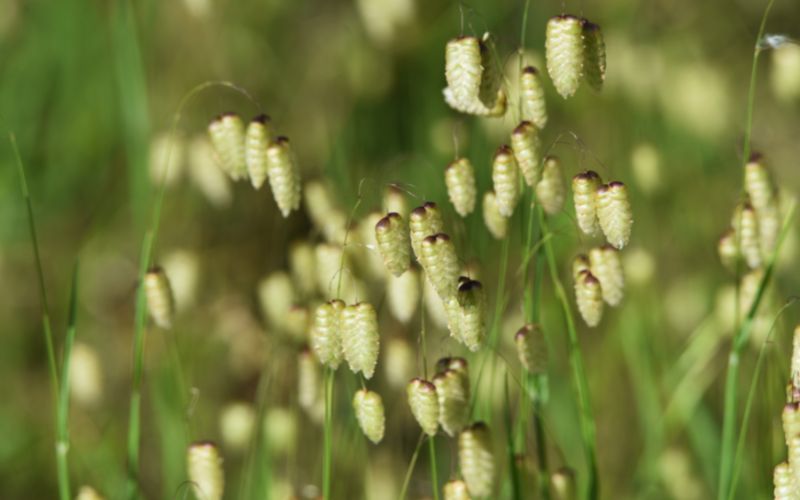 How to grow quaking grass from seed