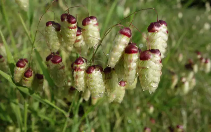 How to grow quaking grass from seed