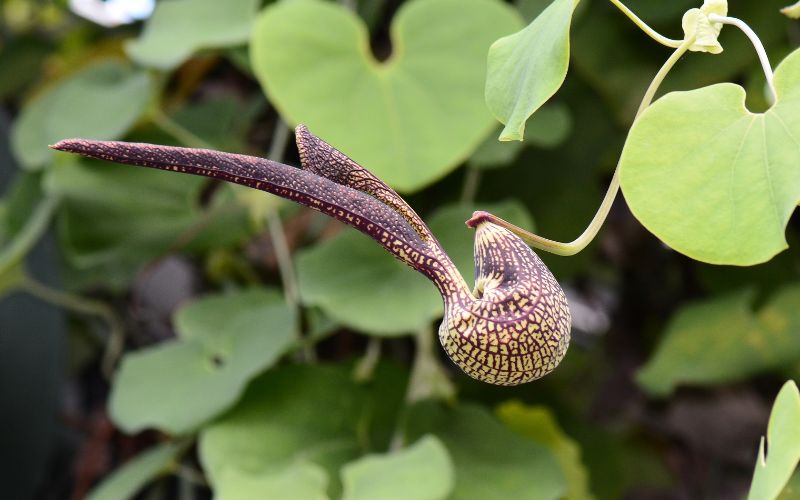growing dutchman's pipe from seed