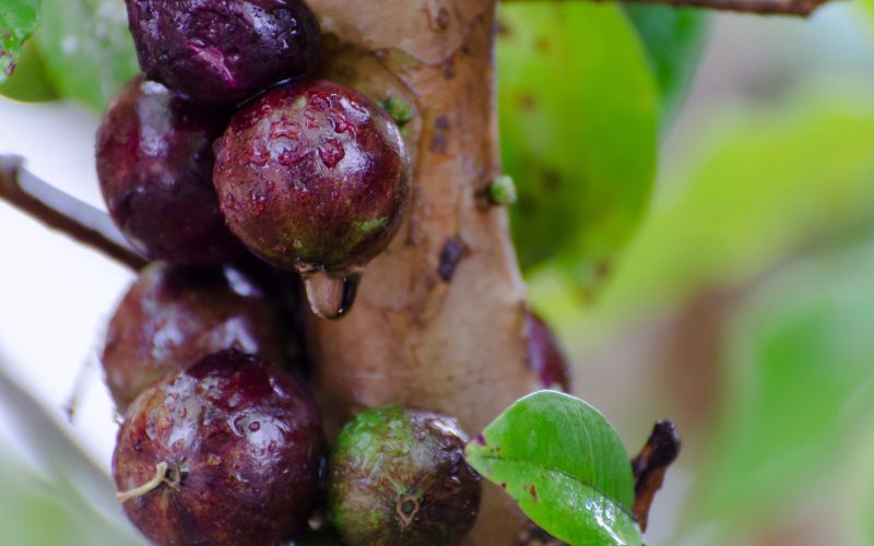 How to grow Brazilian grapes