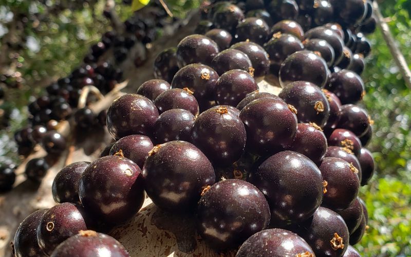 how to grow brazilian grapes