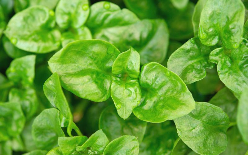 A grower's guide to Brazilian spinach