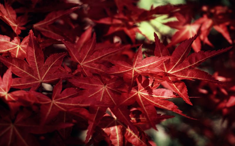 How to Grow Red Dragon Japanese Maple