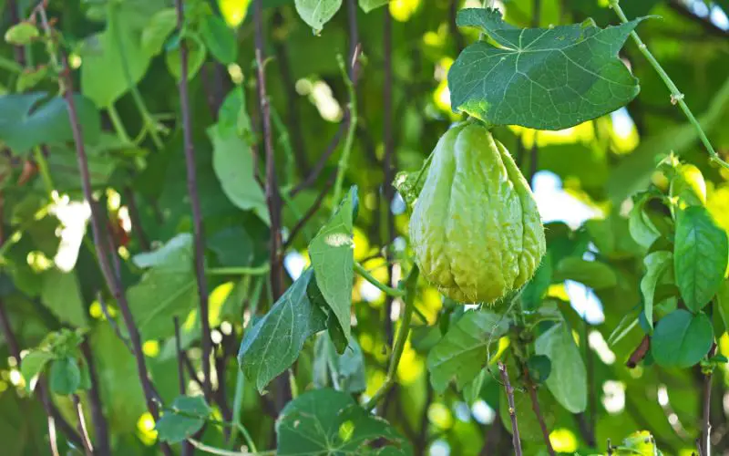 How to grow Chayote