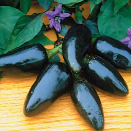 How to grow black Hungarian peppers