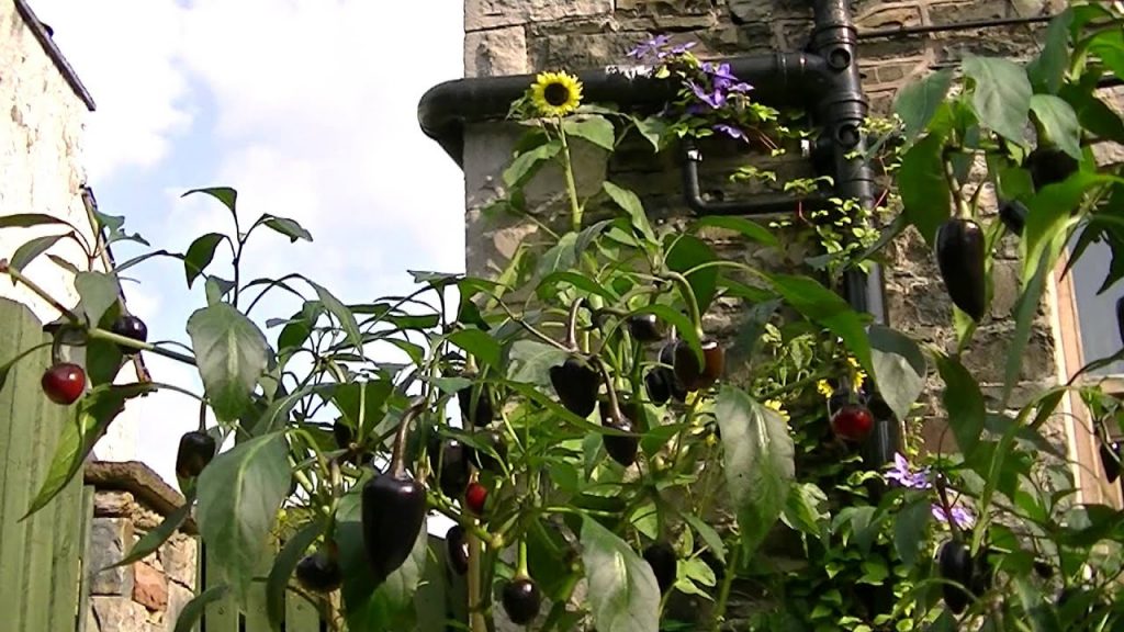 How to grow black Hungarian peppers