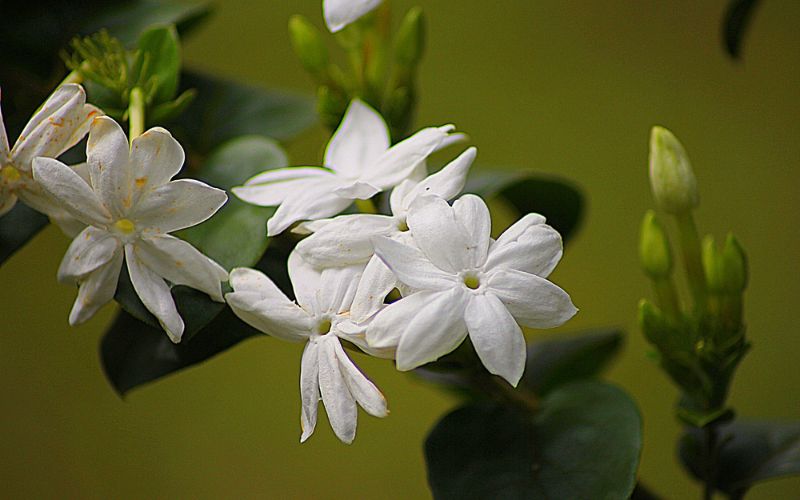 Where is the best place to put a jasmine plant?