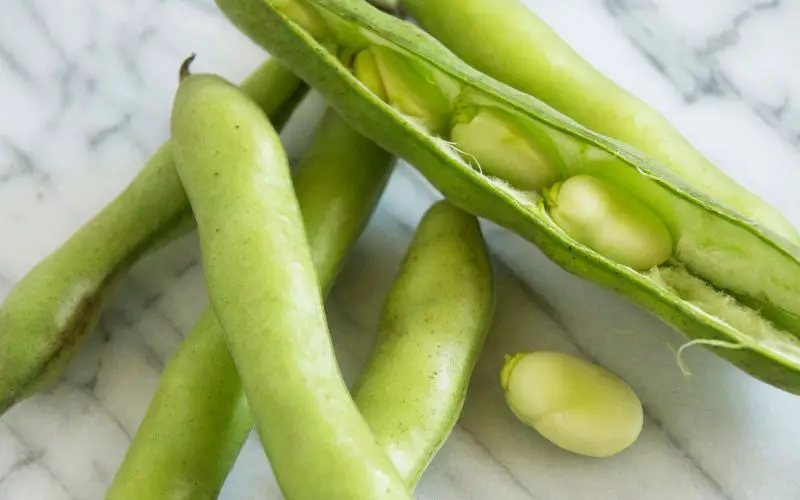 how to grow great northern beans