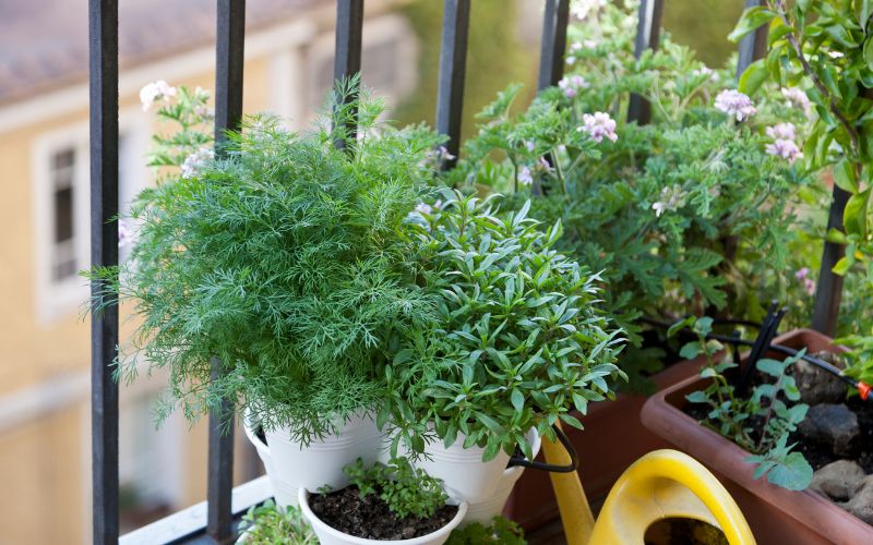 What are the best plants to grow on a balcony?