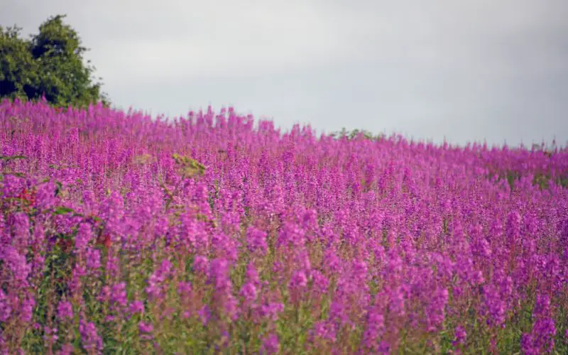 How to grow Alaskan fireweed