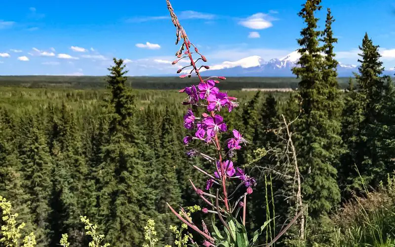 How to grow Alaskan fireweed