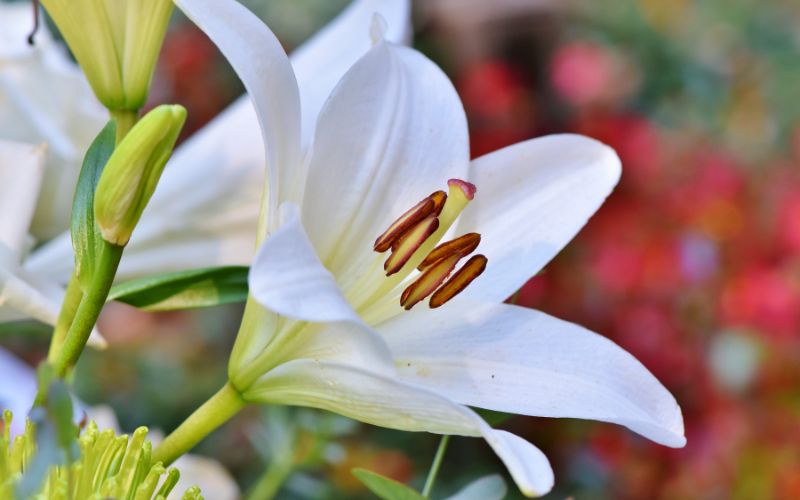 are lily flowers perennial