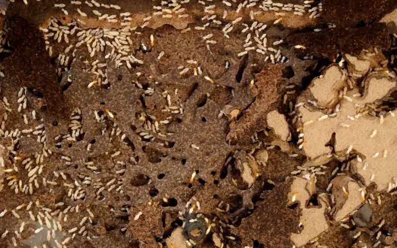 Does cardboard in the garden attract termites?