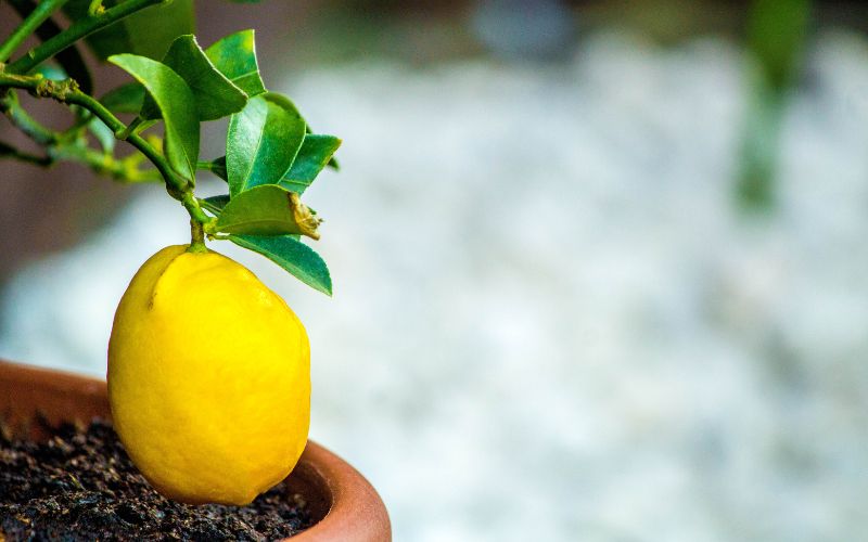 How to grow lemons in containers