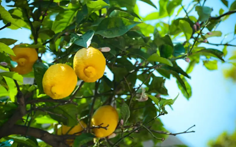 How to grow lemons in containers