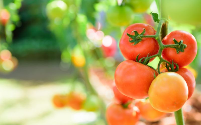 How long does it take for a tomato plant to grow?