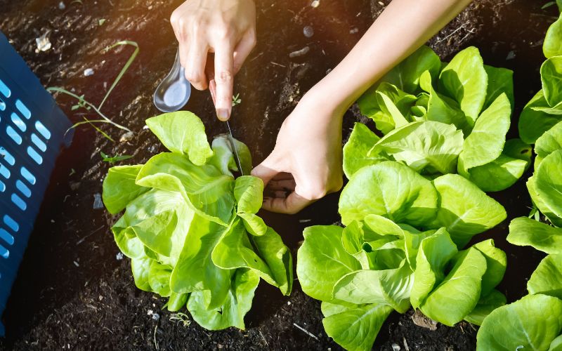5 Best vegetables to grow for beginners
