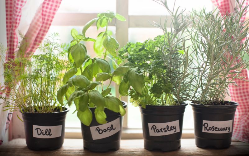 Spices that are easy to grow