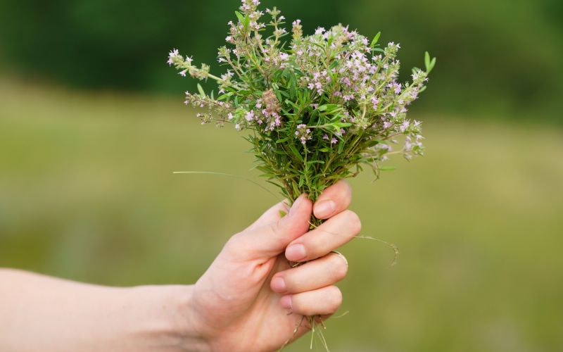 Spices that are easy to grow