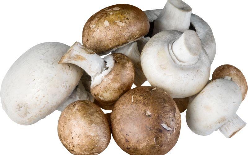 Can you grow store bought mushrooms?