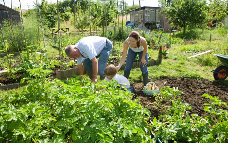 how to garden cheaply