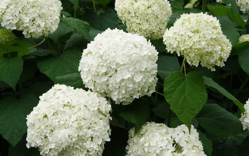 Will hydrangeas rebloom if deadheaded?