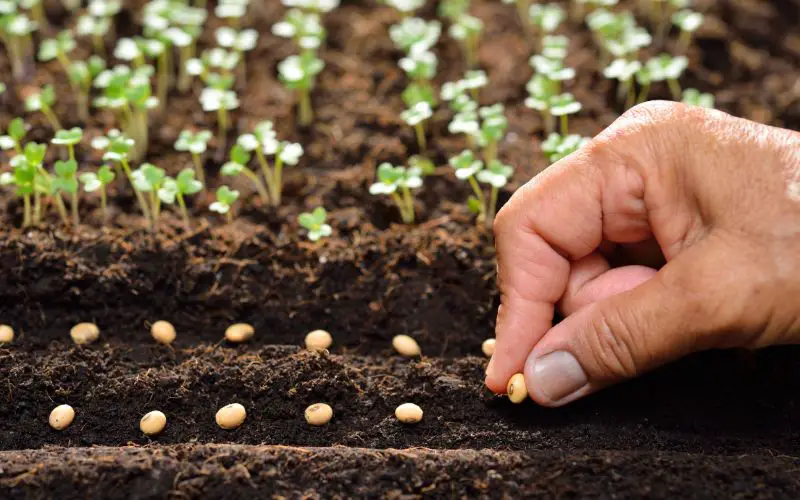 The best time to plant your seeds