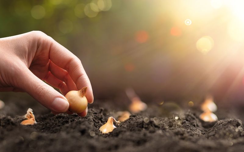 The best time to plant your seeds