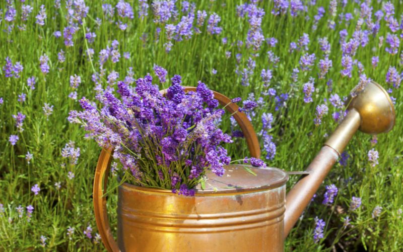 Are copper watering cans good for plants?