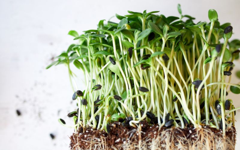 can microgreens be grown outside