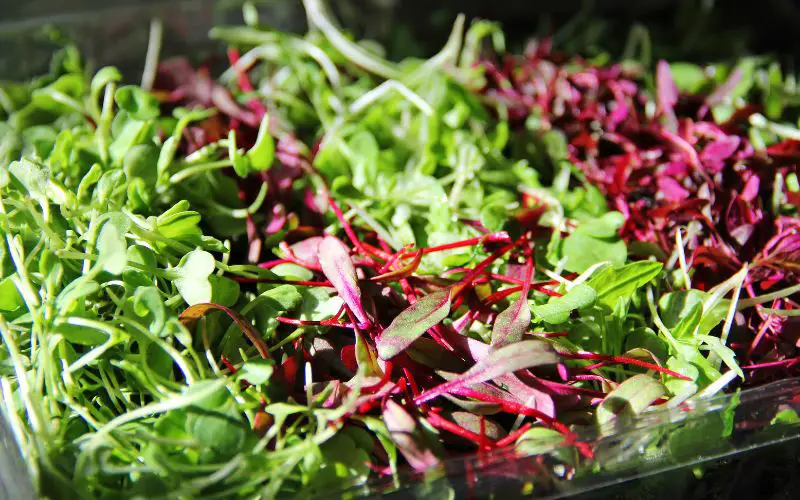 can microgreens be grown outside