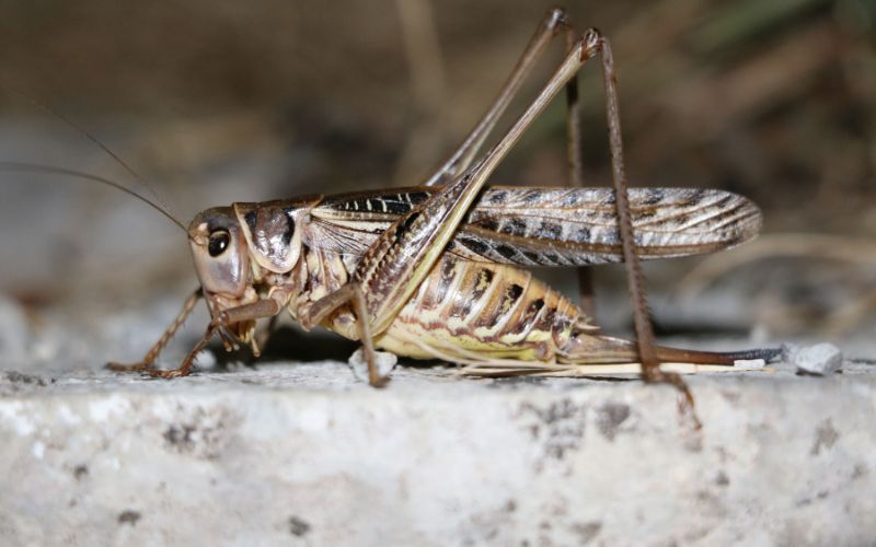 The pros and cons of having crickets in your garden