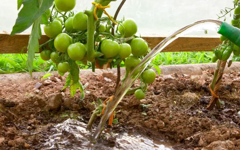 Did you know that coffee grounds can be used to boost tomato growth? If you're a coffee drinker, chances are you have coffee grounds sitting around your house. Put them to good use by using them in your garden!