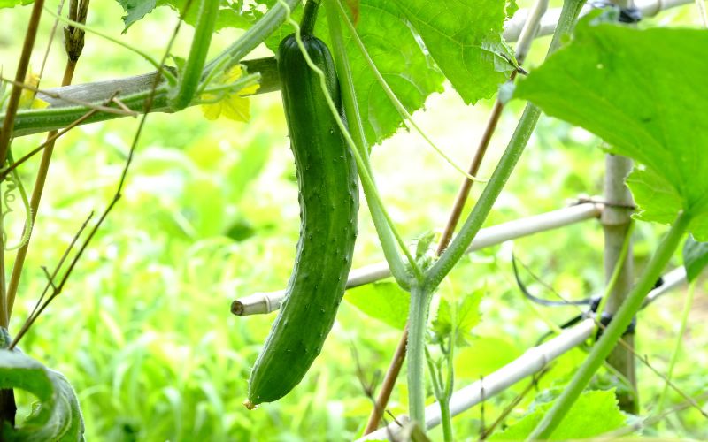 3 Reasons why you shouldn't plant cucumbers near tomatoes