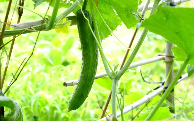 3 Reasons Why You Shouldn T Plant Cucumbers Near Tomatoes Garden   Untitled Design 41 