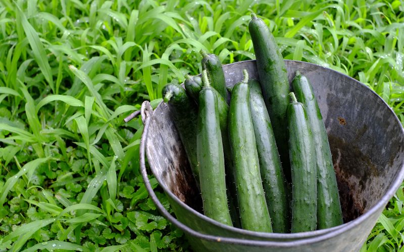 3 Reasons why you shouldn’t plant cucumbers near tomatoes