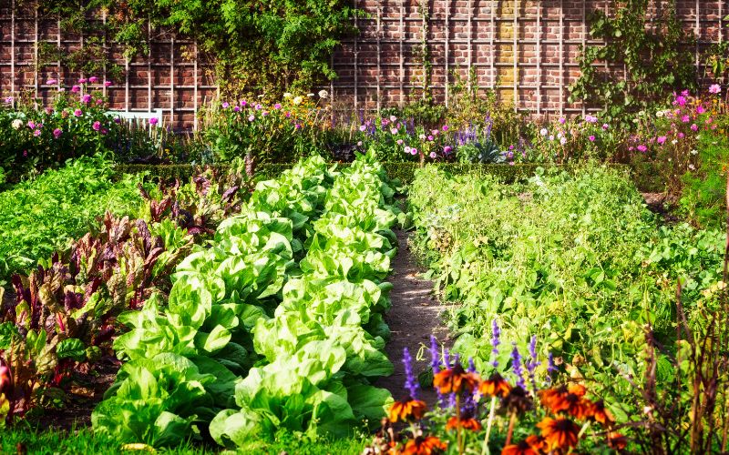 The best layout for your vegetable garden