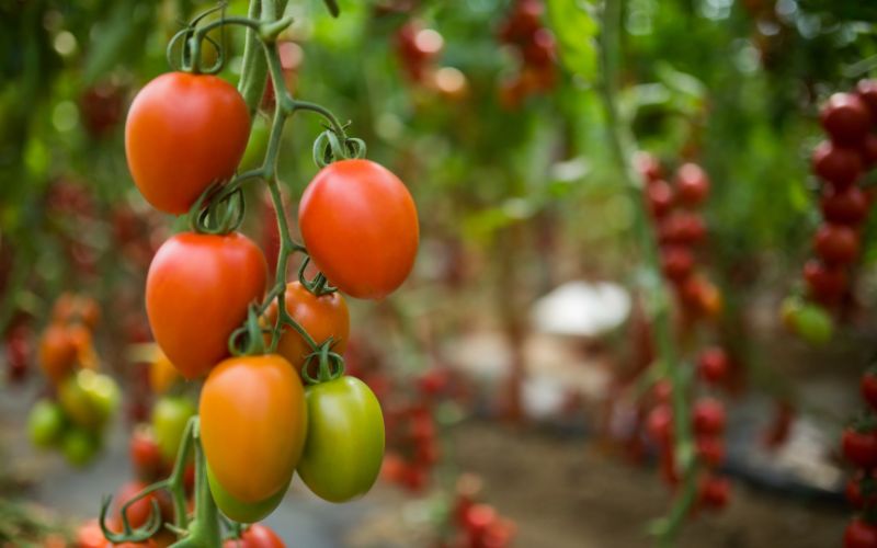 The secret to growing tomatoes