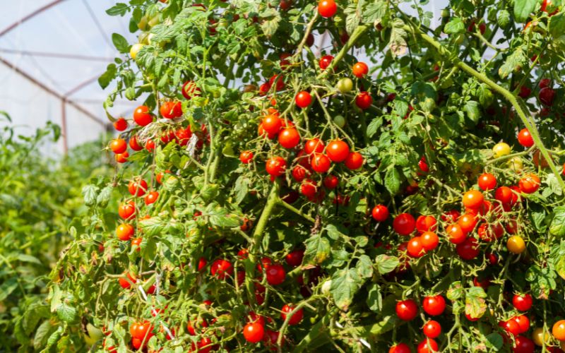 the secret to growing good tomatoes