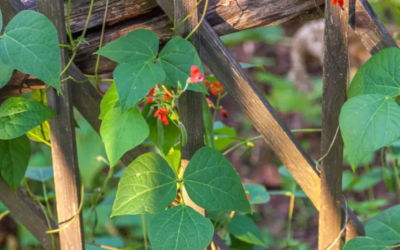 can you grow kidney beans from the store