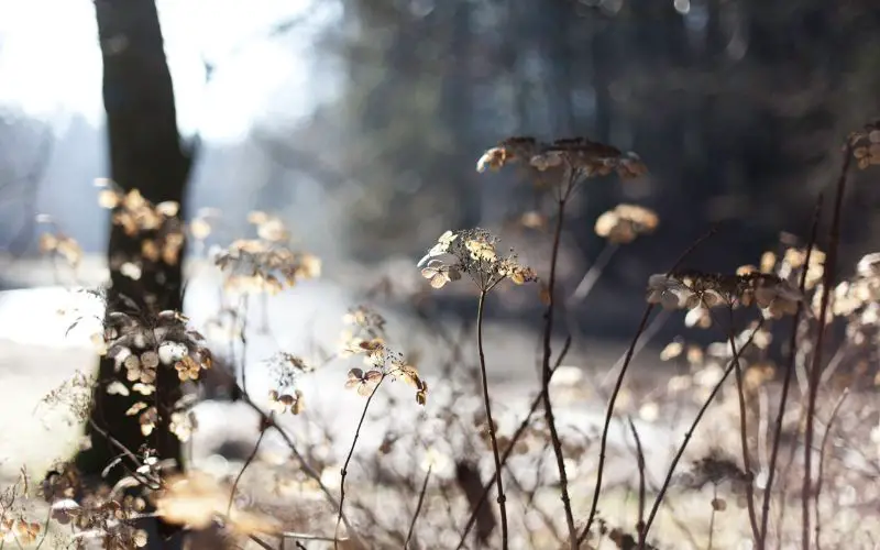 How to prepare your garden for winter