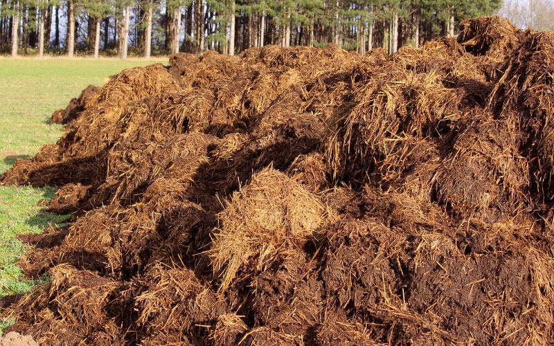 The best manure for your garden