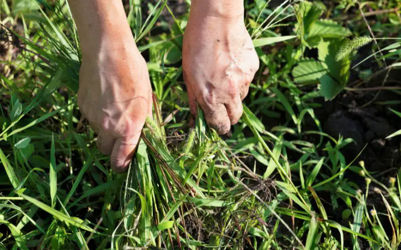 How to permanently kill weeds